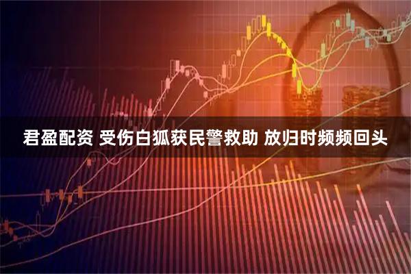 君盈配资 受伤白狐获民警救助 放归时频频回头