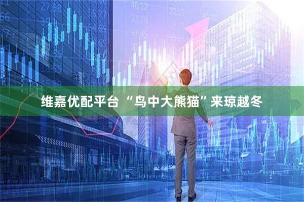 维嘉优配平台 “鸟中大熊猫”来琼越冬